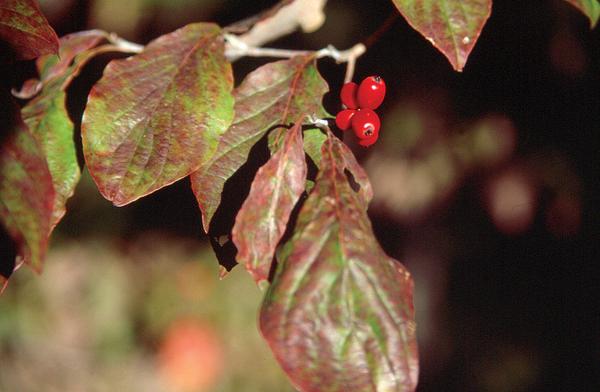 Small red berries with leaves turning from green to red.